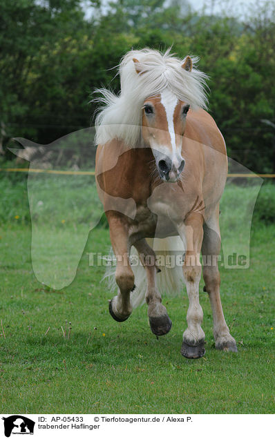 trabender Haflinger / AP-05433