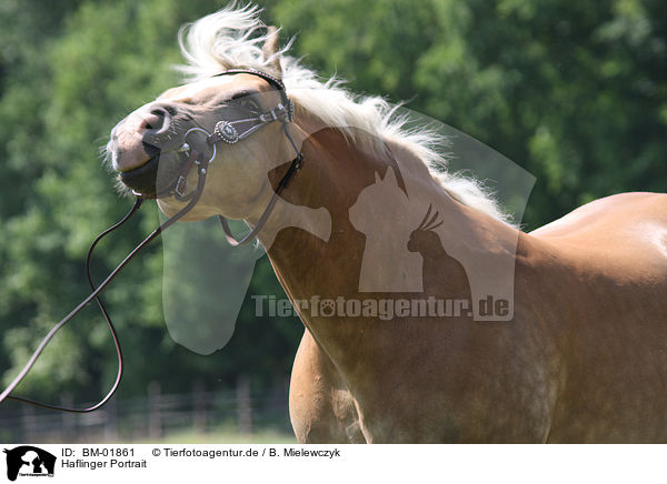 Haflinger Portrait / Haflinger Portrait / BM-01861