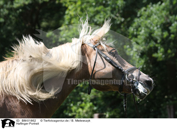 Haflinger Portrait / Haflinger Portrait / BM-01862