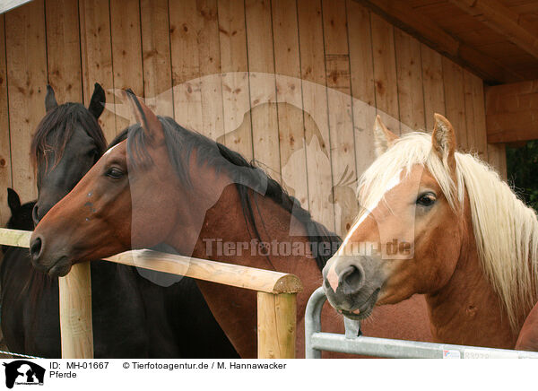 Pferde / horses / MH-01667