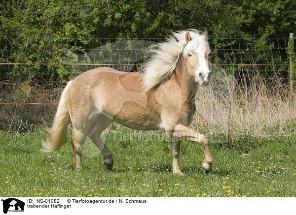 trabender Haflinger / trotting haflinger horse / NS-01082