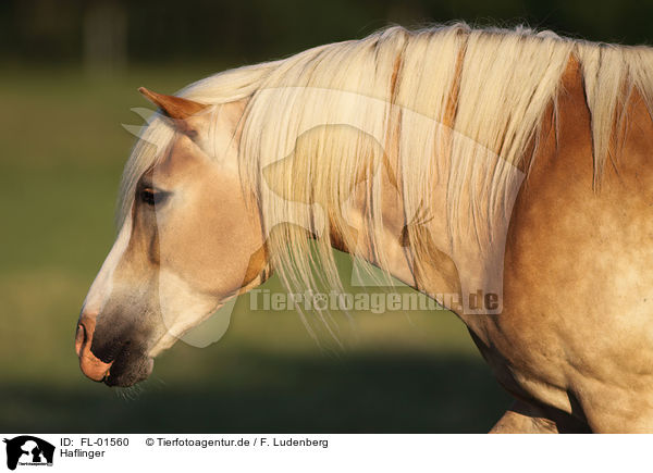 Haflinger / haflinger horse / FL-01560