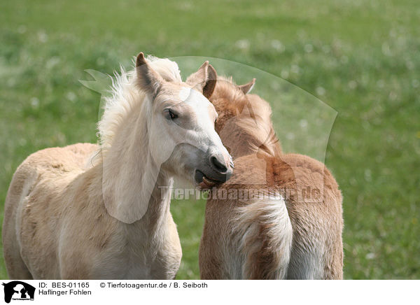 Haflinger Fohlen / BES-01165