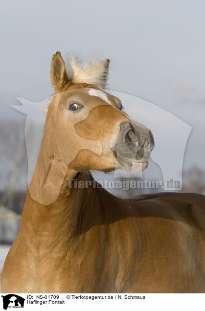 Haflinger Portrait / Haflinger horse portrait / NS-01709