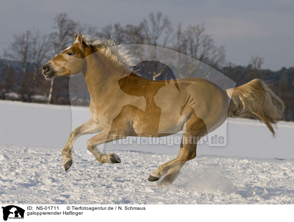galoppierender Haflinger / galloping Haflinger horse / NS-01711