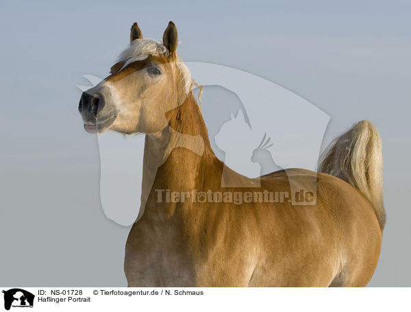 Haflinger Portrait / Haflinger horse portrait / NS-01728