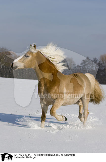 trabender Haflinger / trotting Haflinger horse / NS-01744