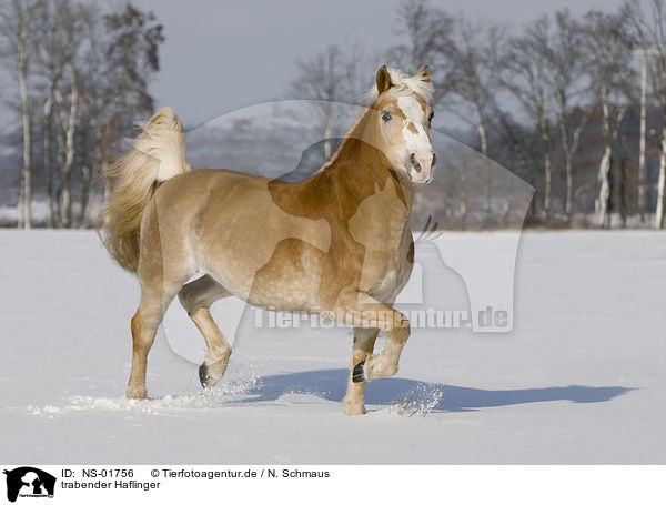 trabender Haflinger / trotting Haflinger horse / NS-01756