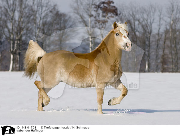 trabender Haflinger / trotting Haflinger horse / NS-01758