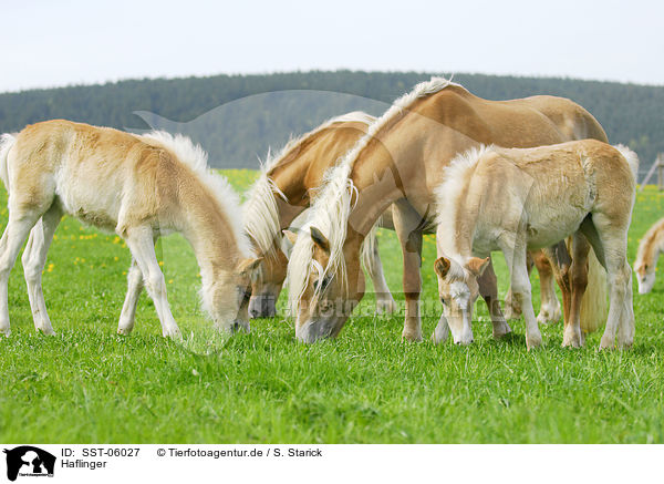 Haflinger / Haflinger / SST-06027