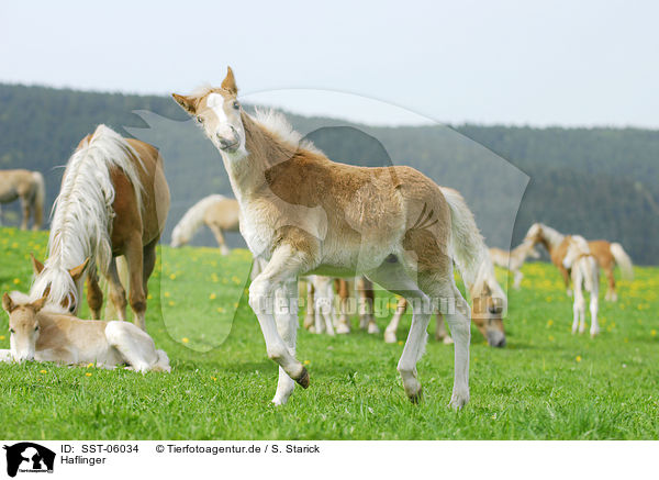 Haflinger / Haflinger / SST-06034