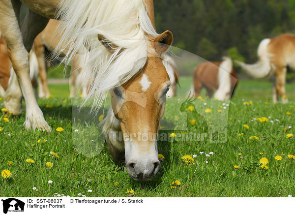 Haflinger Portrait / Haflinger Portrait / SST-06037