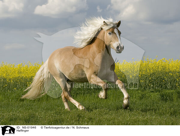 Haflinger / NS-01946