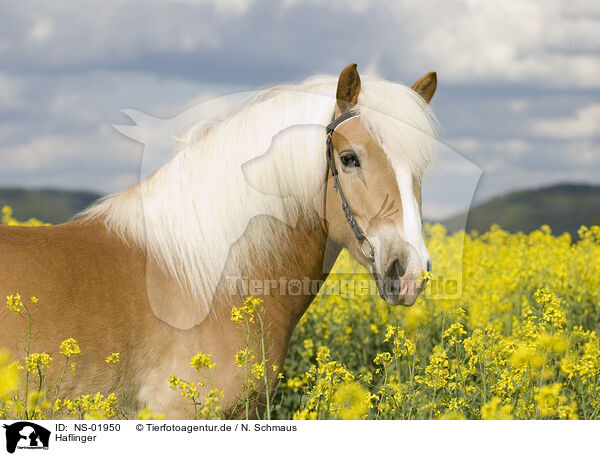 Haflinger / Haflinger horse / NS-01950