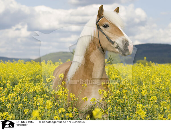 Haflinger / Haflinger horse / NS-01952