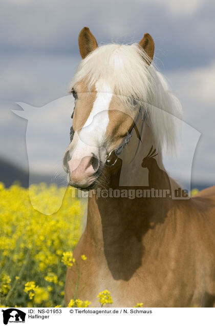 Haflinger / Haflinger horse / NS-01953