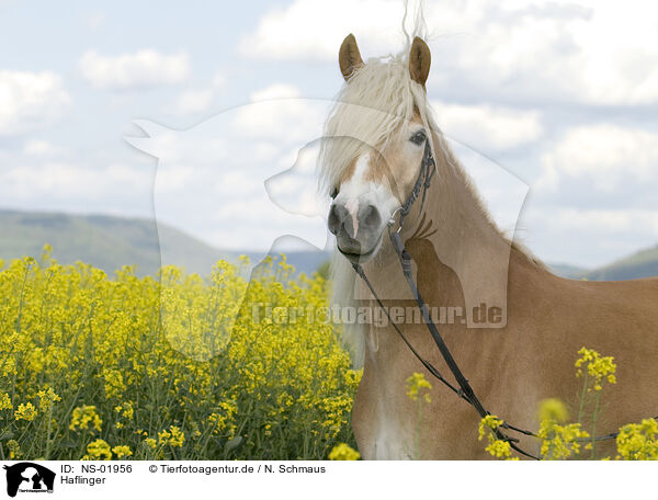 Haflinger / Haflinger horse / NS-01956