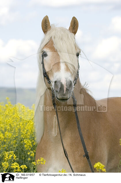 Haflinger / Haflinger horse / NS-01957