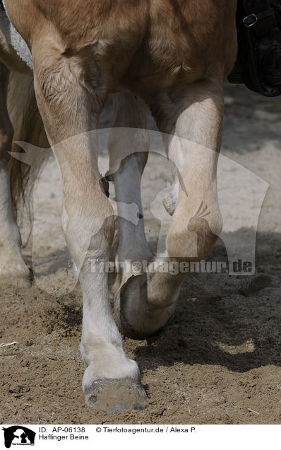 Haflinger Beine / haflinger horse feet / AP-06138
