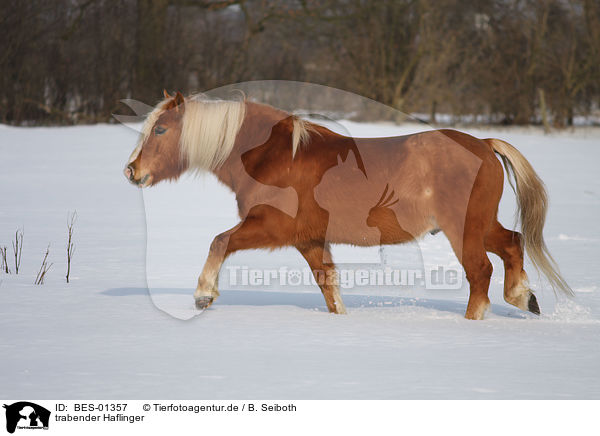 trabender Haflinger / trotting haflinger horse / BES-01357