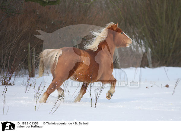 trabender Haflinger / trotting haflinger horse / BES-01359