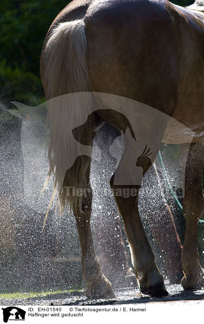 Haflinger wird geduscht / showering a Haflinger horse / EH-01540