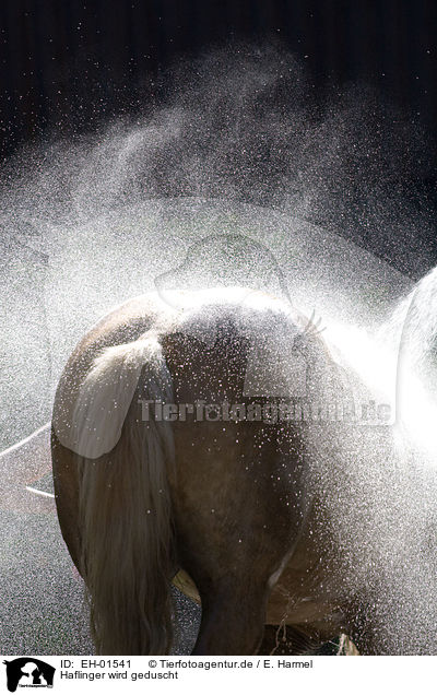 Haflinger wird geduscht / showering a Haflinger horse / EH-01541