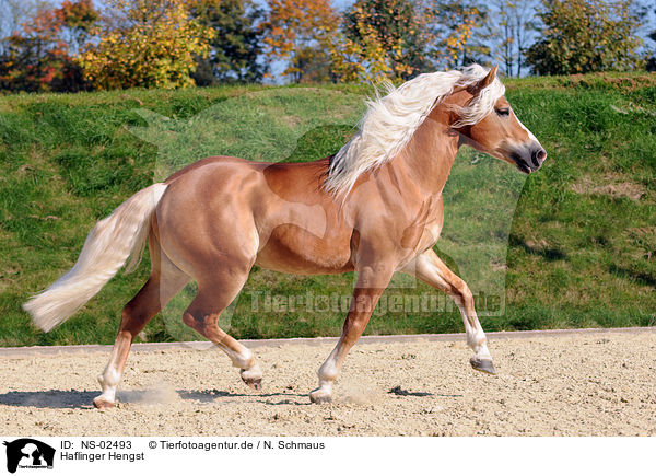 Haflinger Hengst / NS-02493