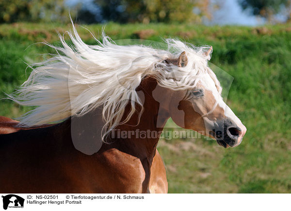 Haflinger Hengst Portrait / NS-02501