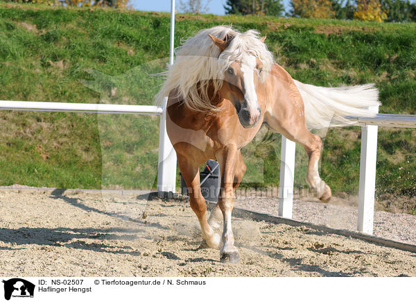 Haflinger Hengst / Haflinger stallion / NS-02507