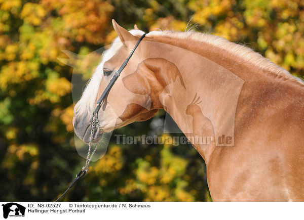 Haflinger Hengst Portrait / NS-02527