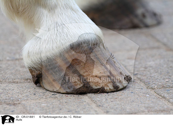 Hufe / hoofs / CR-01881