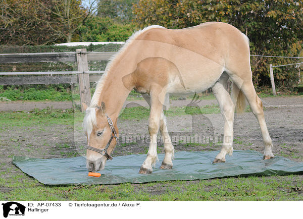 Haflinger / haflinger horse / AP-07433