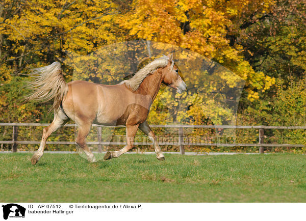 trabender Haflinger / trotting Haflinger horse / AP-07512