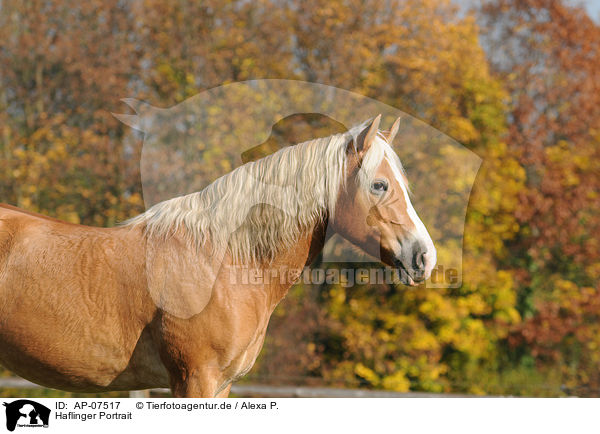 Haflinger Portrait / Haflinger horse portrait / AP-07517