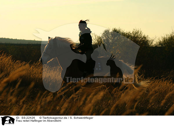 Frau reitet Haflinger / woman rides haflinger horse / SS-22426
