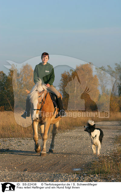 Frau reitet Haflinger und ein Hund folgt ihnen / SS-22438
