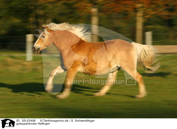 galoppierender Haflinger / galloping haflinger horse / SS-22496