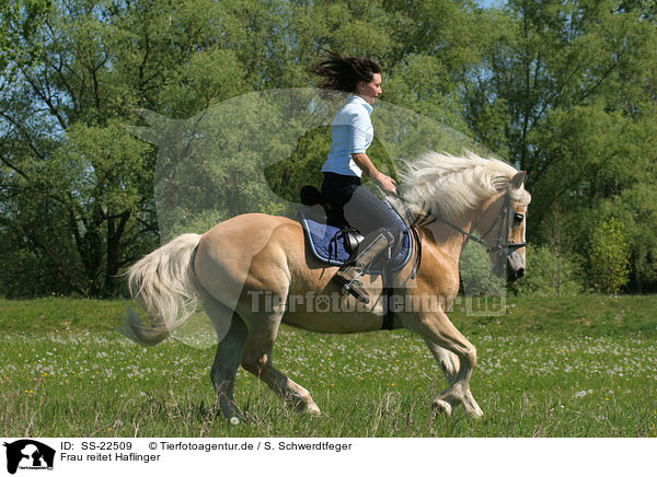 Frau reitet Haflinger / woman rides haflinger horse / SS-22509