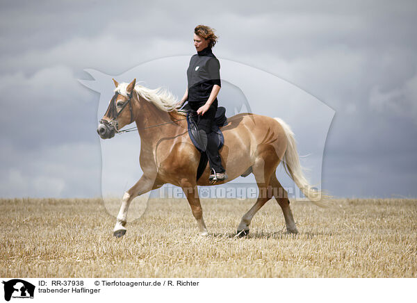 trabender Haflinger / trotting Haflinger / RR-37938