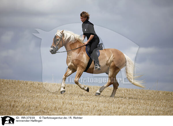 rennender Haflinger / running Haflinger / RR-37939