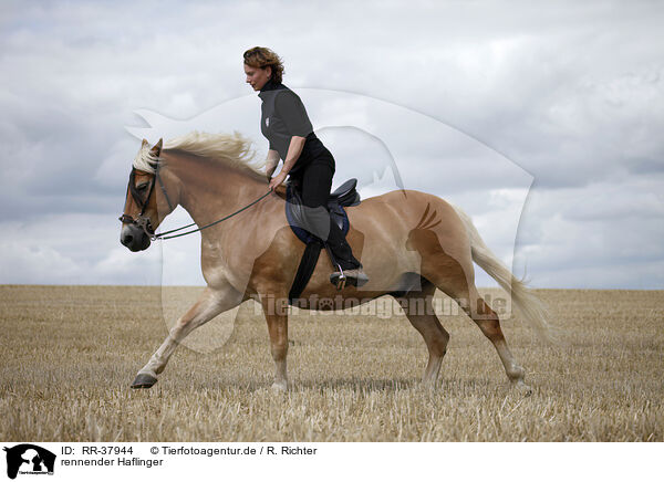 rennender Haflinger / running Haflinger / RR-37944