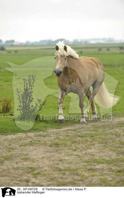 trabender Haflinger / trotting Haflinger horse / AP-08729