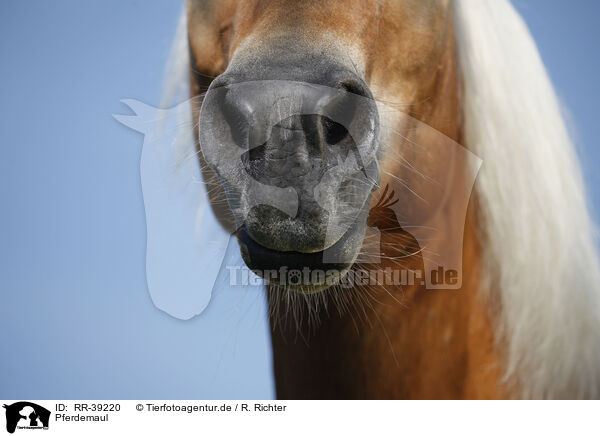 Pferdemaul / horse mouth / RR-39220