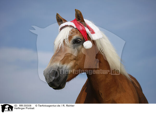 Haflinger Portrait / Haflinger Portrait / RR-39308