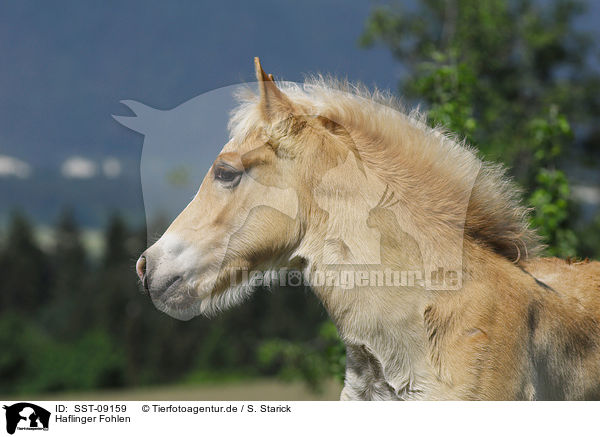 Haflinger Fohlen / SST-09159