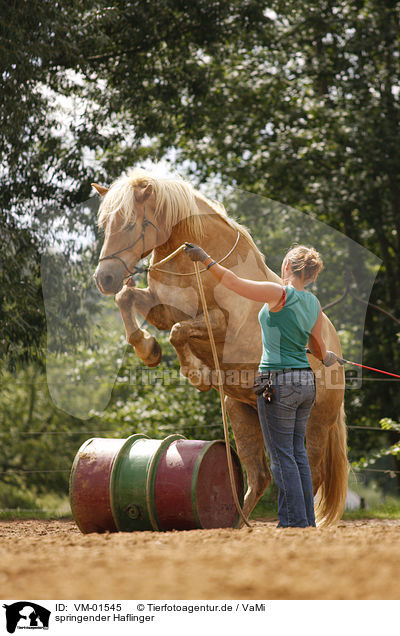 springender Haflinger / jumping Haflinger horse / VM-01545