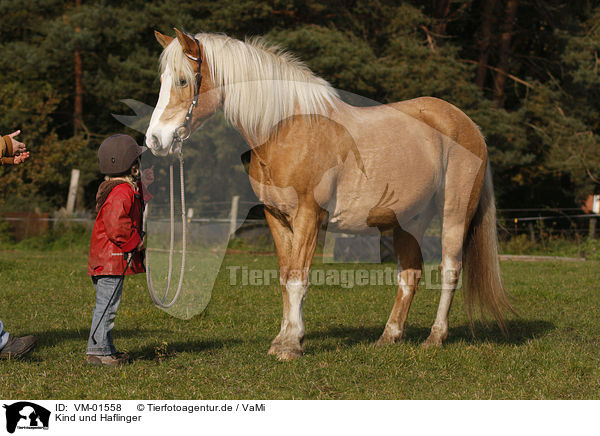 Kind und Haflinger / kid and Haflinger horse / VM-01558