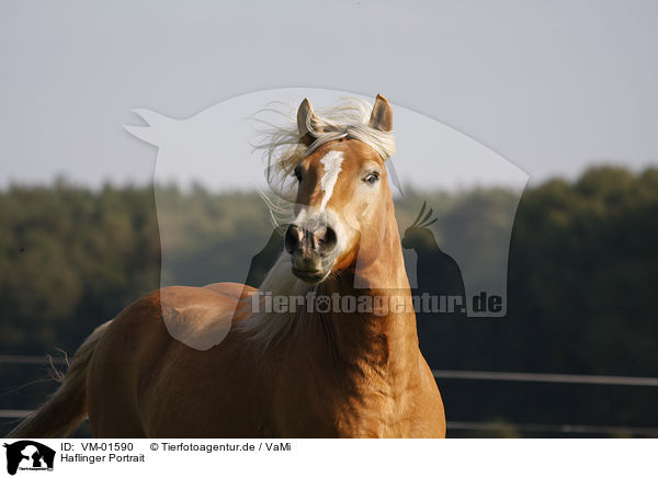 Haflinger Portrait / Haflinger horse portrait / VM-01590