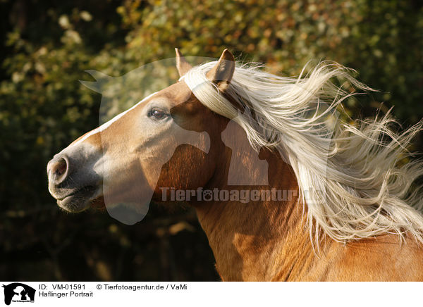 Haflinger Portrait / Haflinger horse portrait / VM-01591